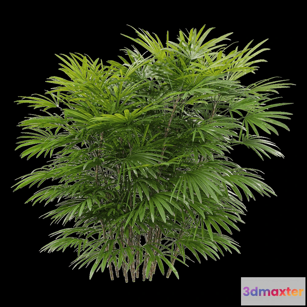 1604314 - decoration - Rhapis humilis 2 3D Max