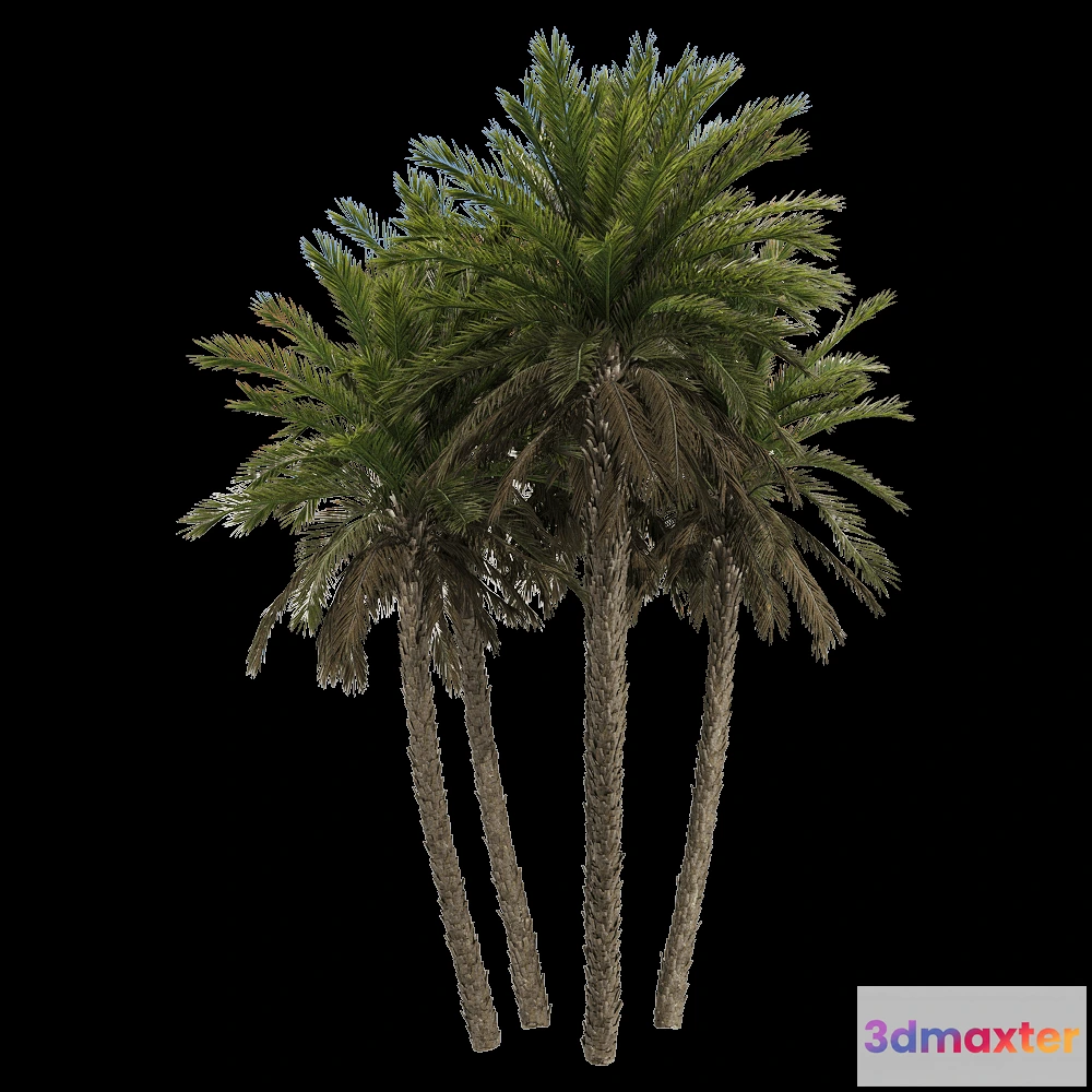 1604316 - decoration - Phoenix dactylifera 3 3D Max