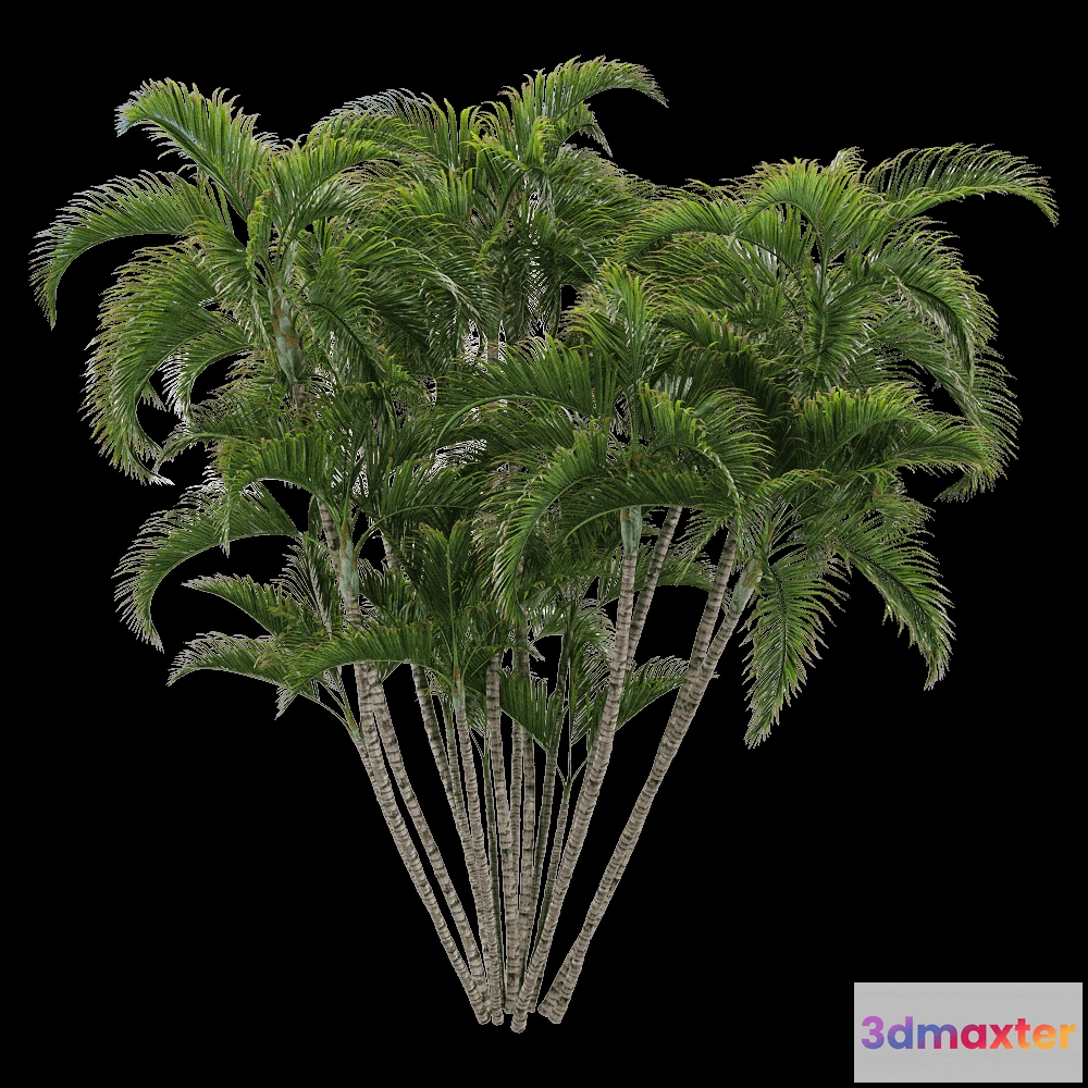 1604332 - decoration - Dypsis lutescens 2 3D Max