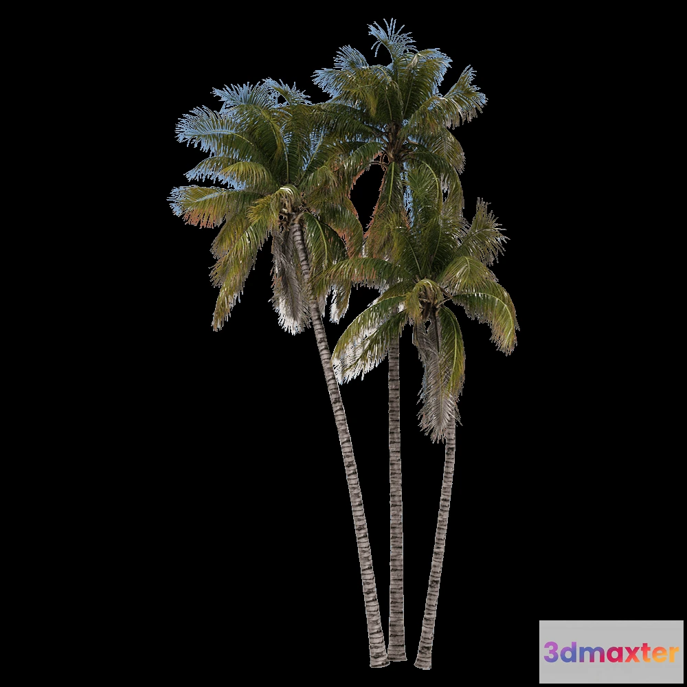 1604338 - decoration - Cocos nucifera 3 3D Max