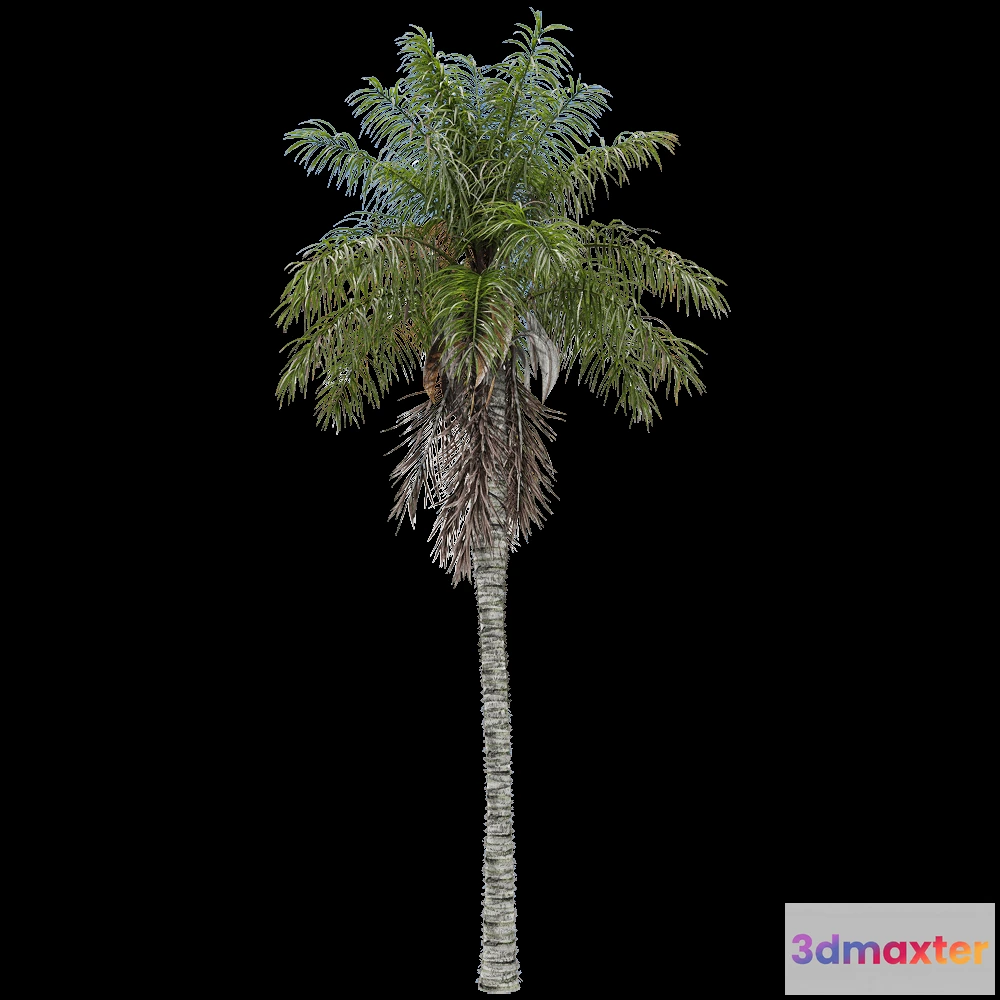 1604342 - decoration - Acrocomia aculeata 3 3D Max