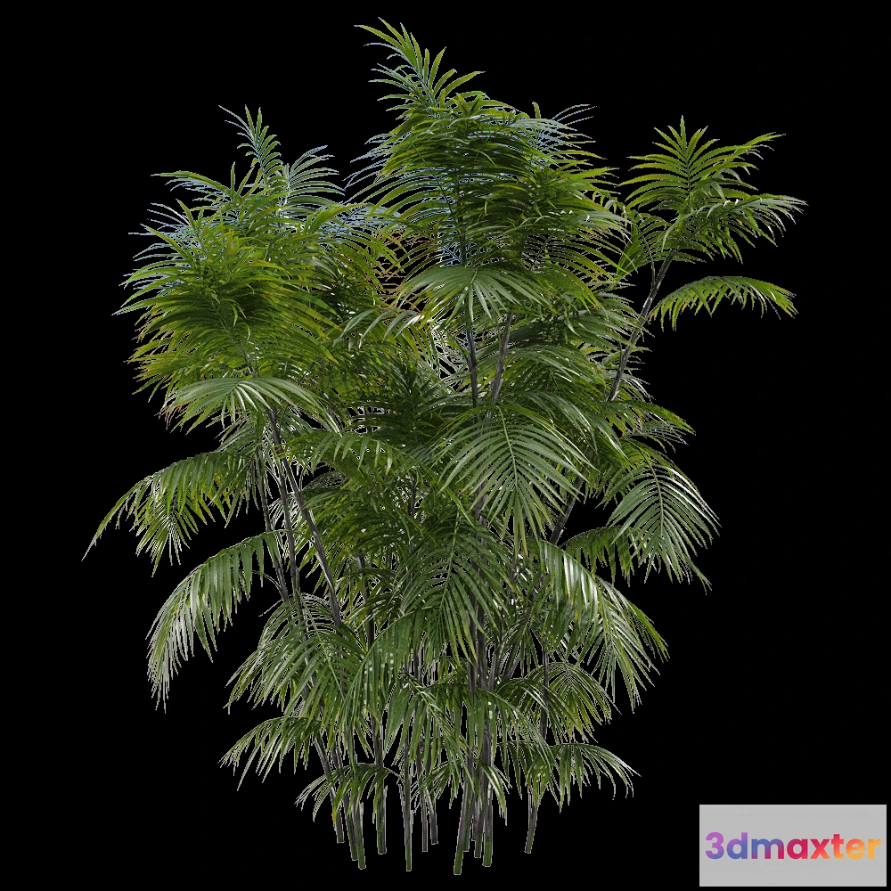 1604348 - decoration - Chamaedorea seifrizii 3 3D Max