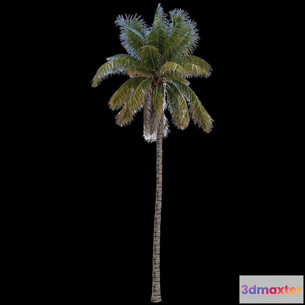 1604350 - decoration - Cocos nucifera 2 3D Max