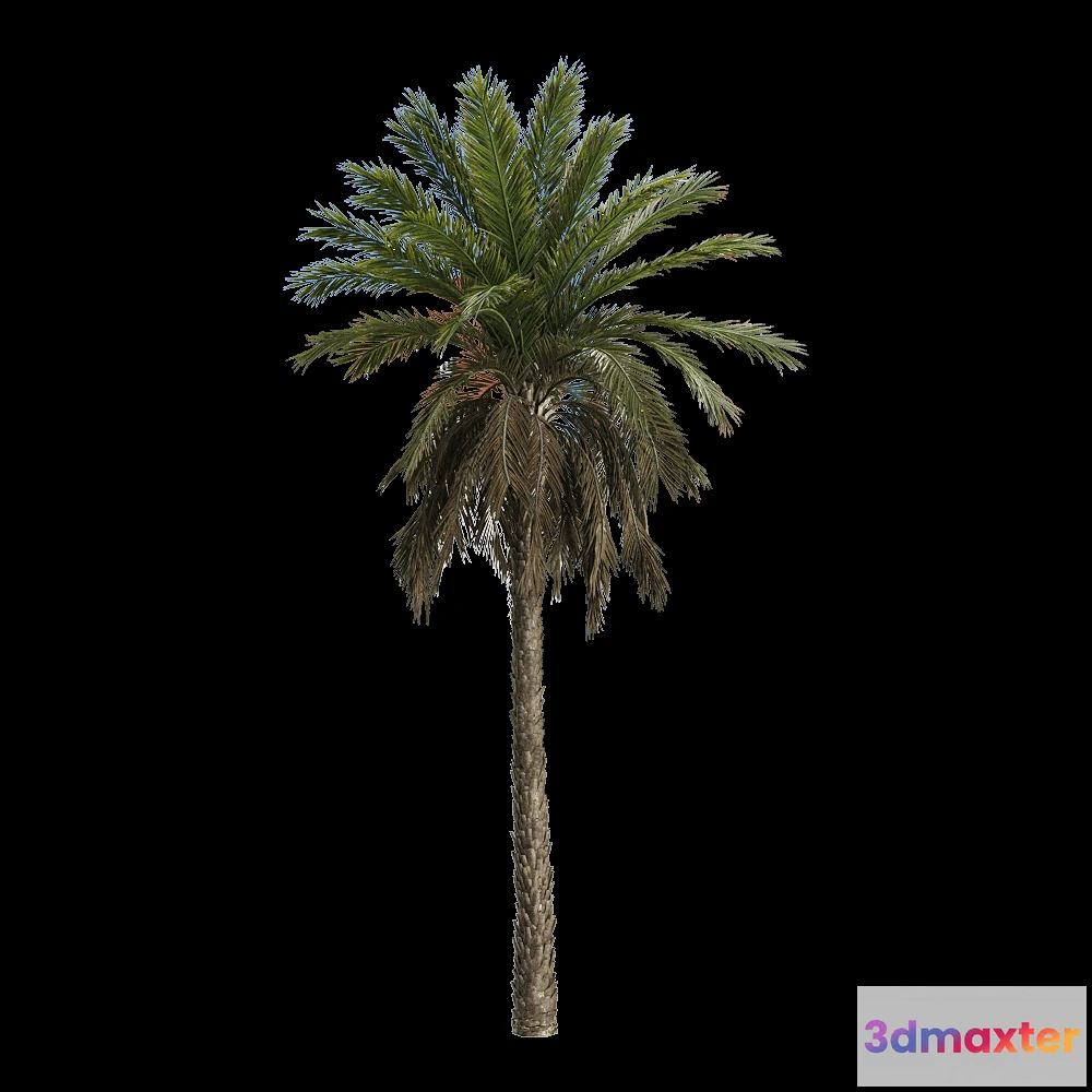 1604366 - decoration - Phoenix dactylifera 1 3D Max