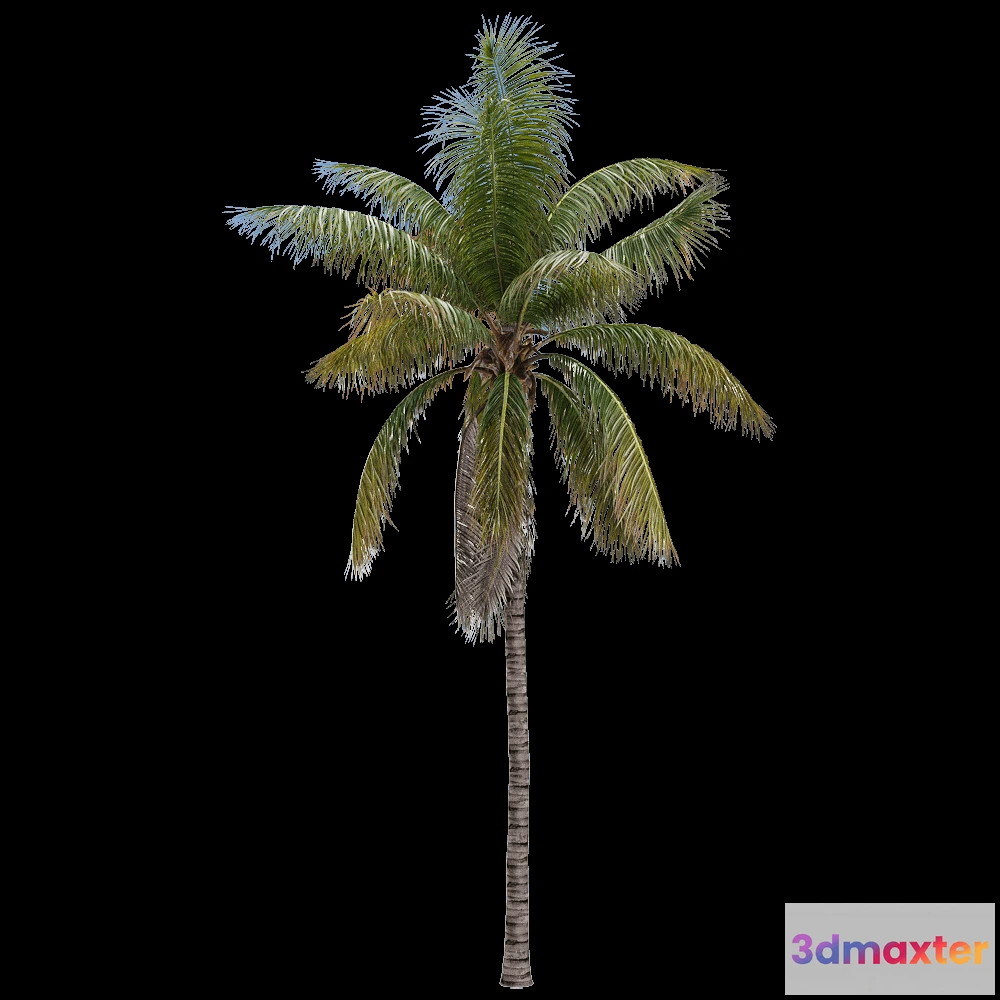 1604368 - decoration - Cocos nucifera 1 3D Max