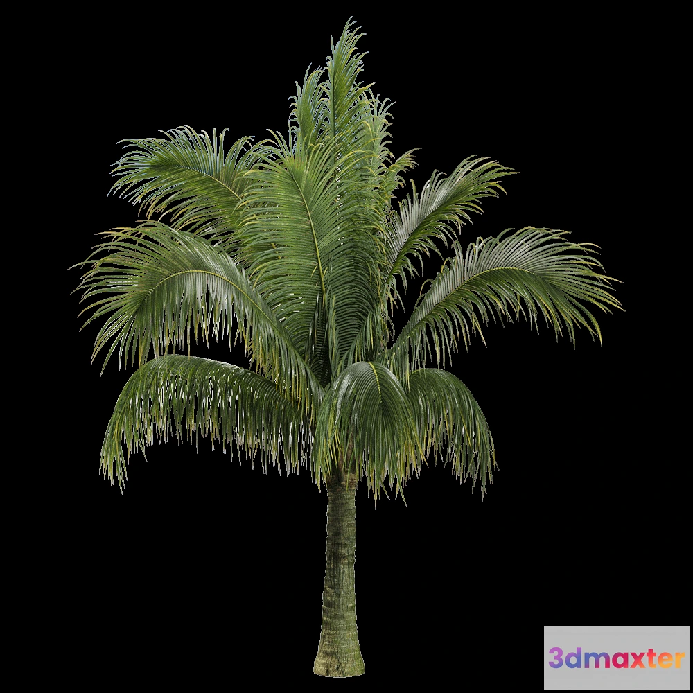 1604374 - decoration - Beccariophoenix alfredii 2 3D Max