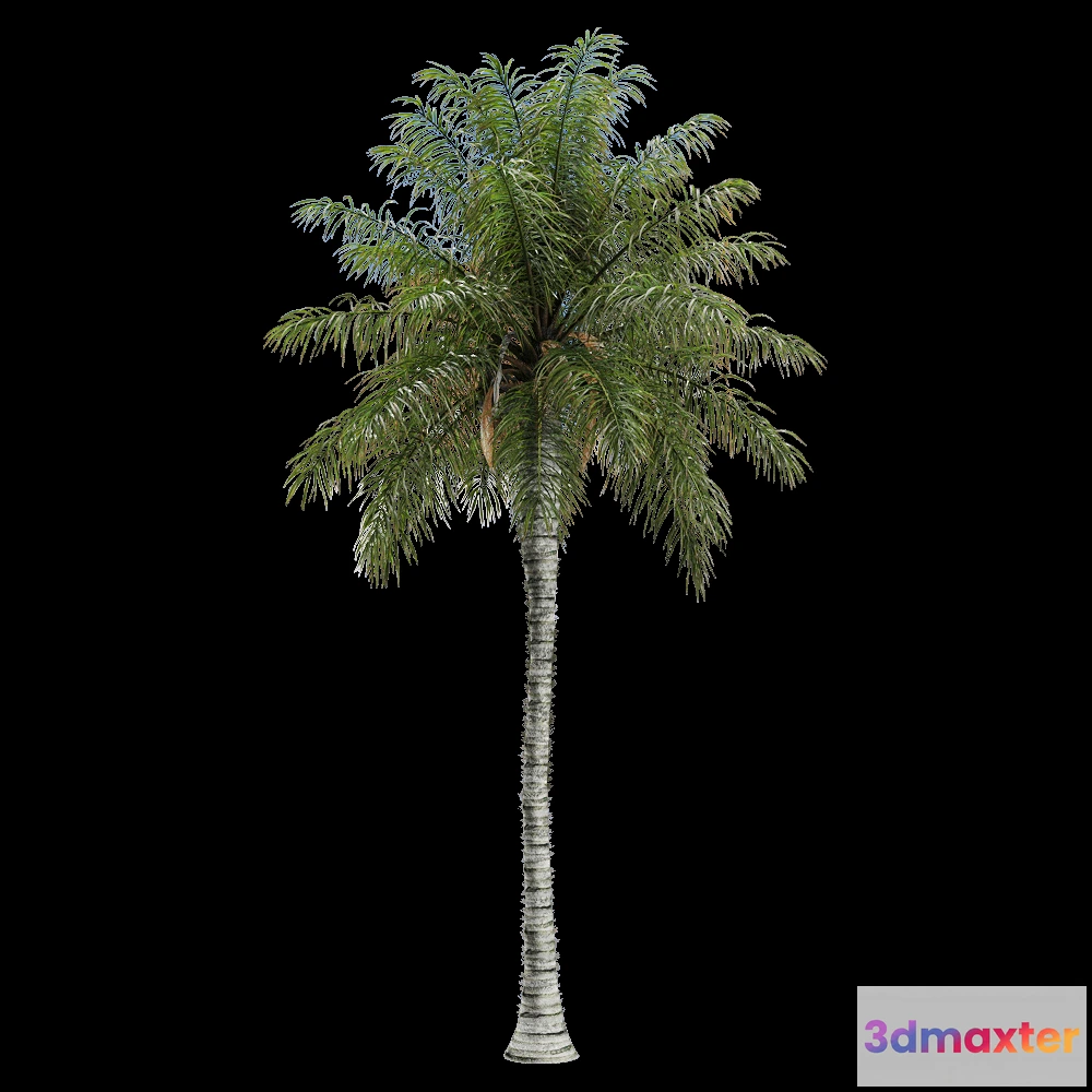 1604380 - decoration - Acrocomia aculeata 2 3D Max