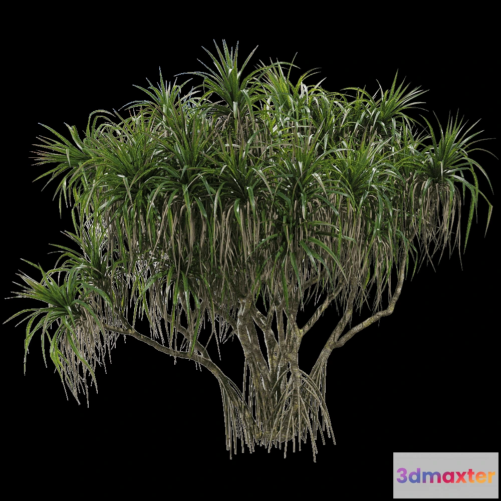1604386 - decoration - Pandanus tectorius 1 3D Max