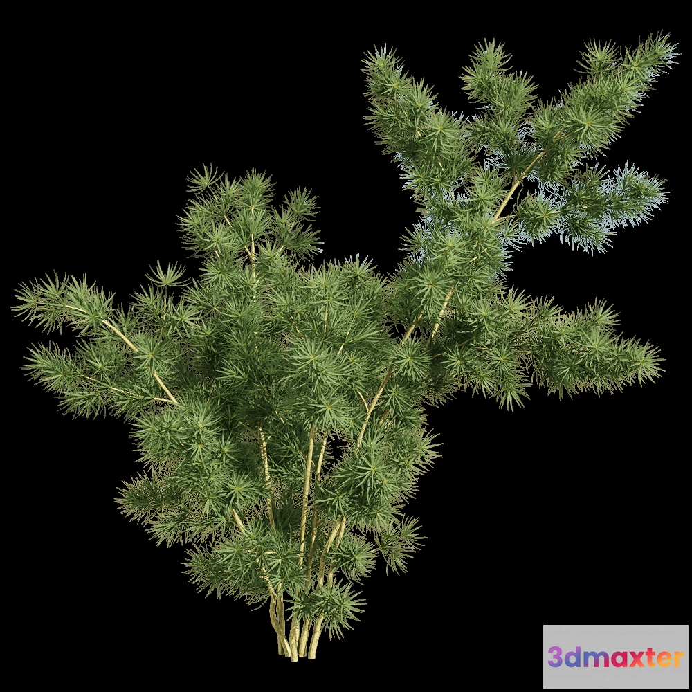 1604410 - decoration - Asparagus retrofractus 3 3D Max