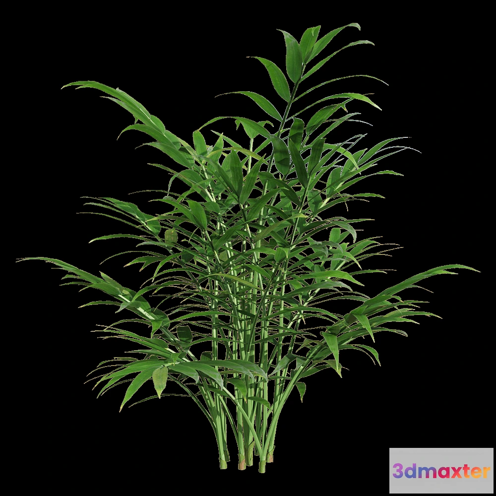 1604418 - decoration - Chamaedorea elegans 4 3D Max