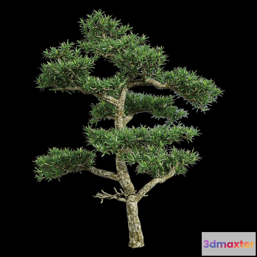 1604420 - decoration - Podocarpus macrophyllus 3 3D Max