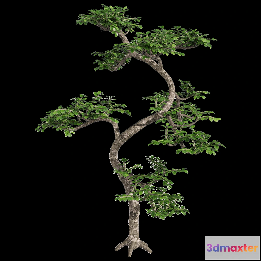 1604424 - decoration - Zanthoxylum piperitum 4 3D Max