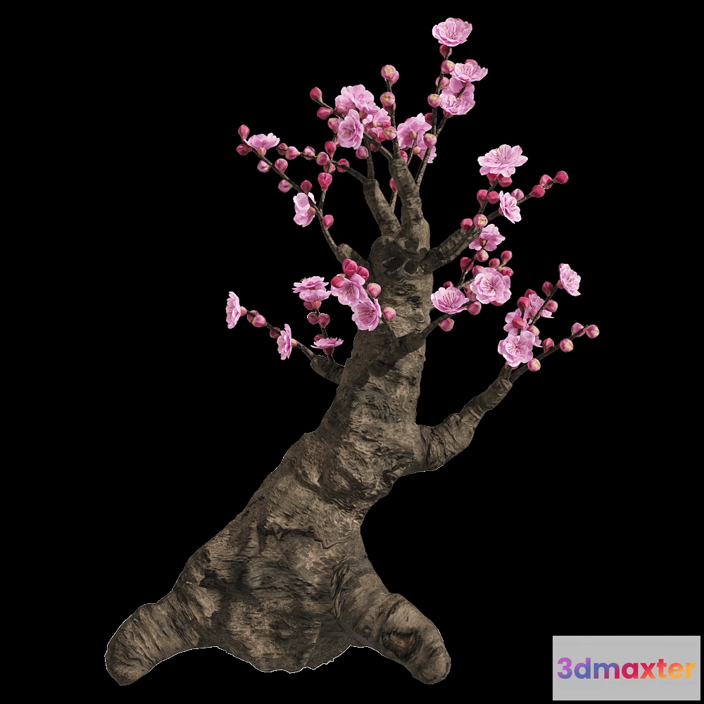 1604426 - decoration - Armeniaca mume 5 3D Max