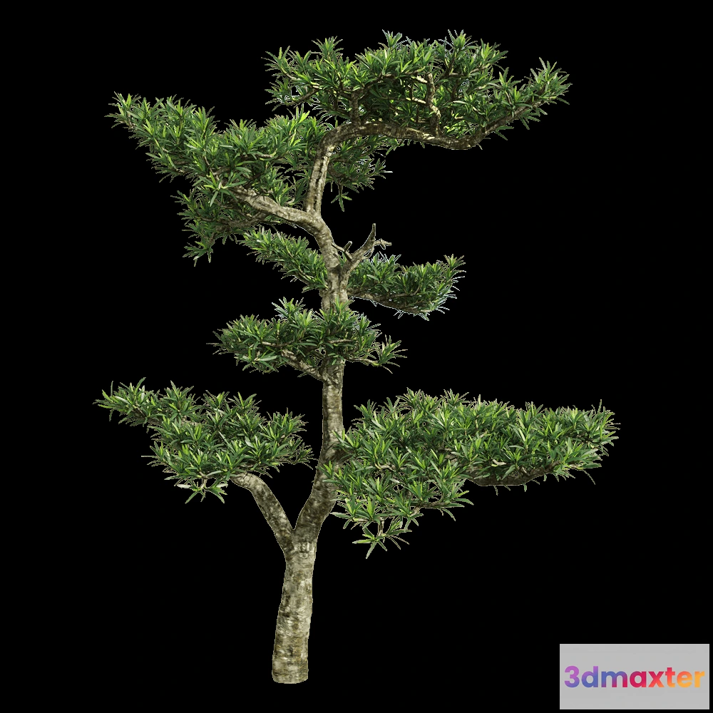 1604428 - decoration - Podocarpus macrophyllus 2 3D Max