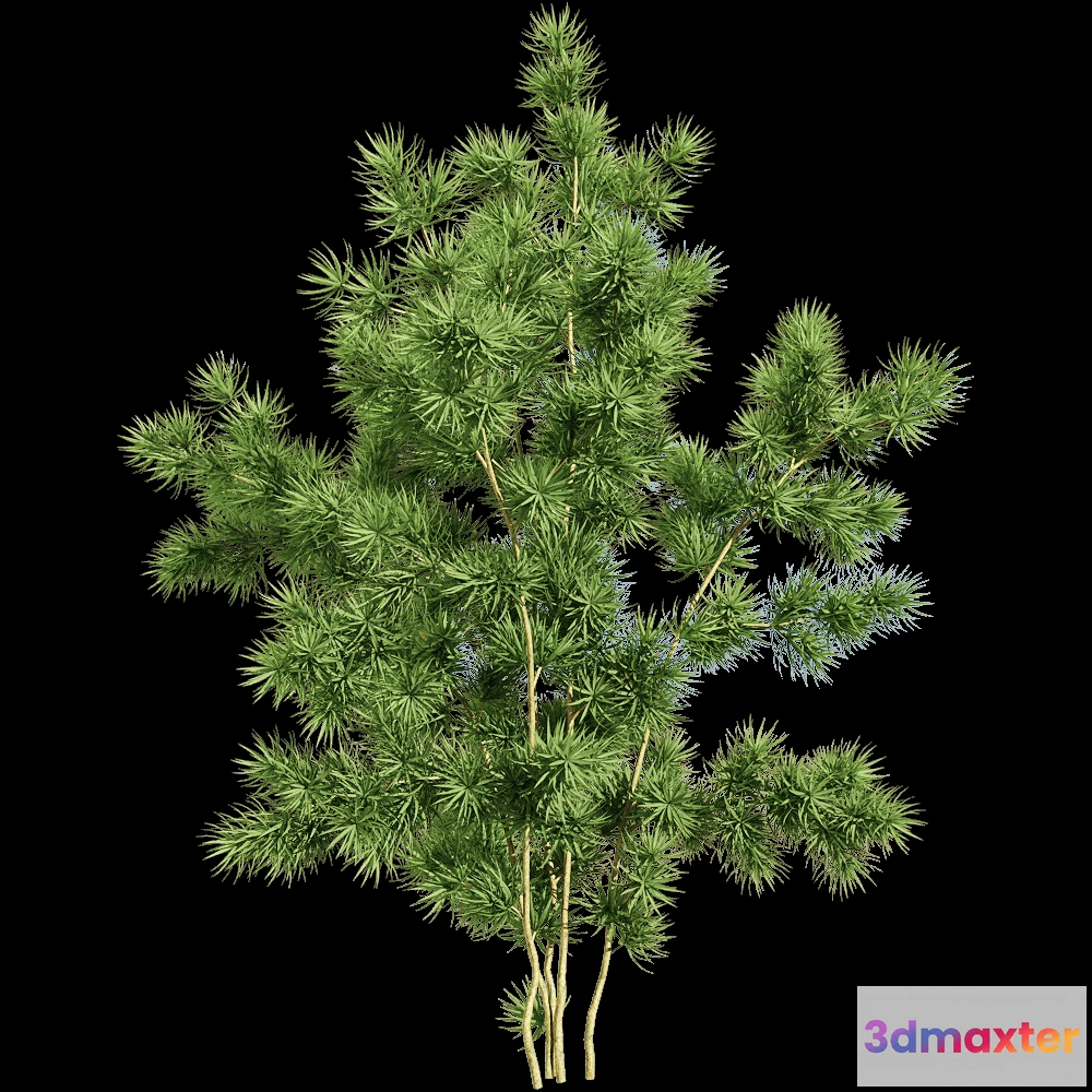 1604436 - decoration - Asparagus retrofractus 2 3D Max