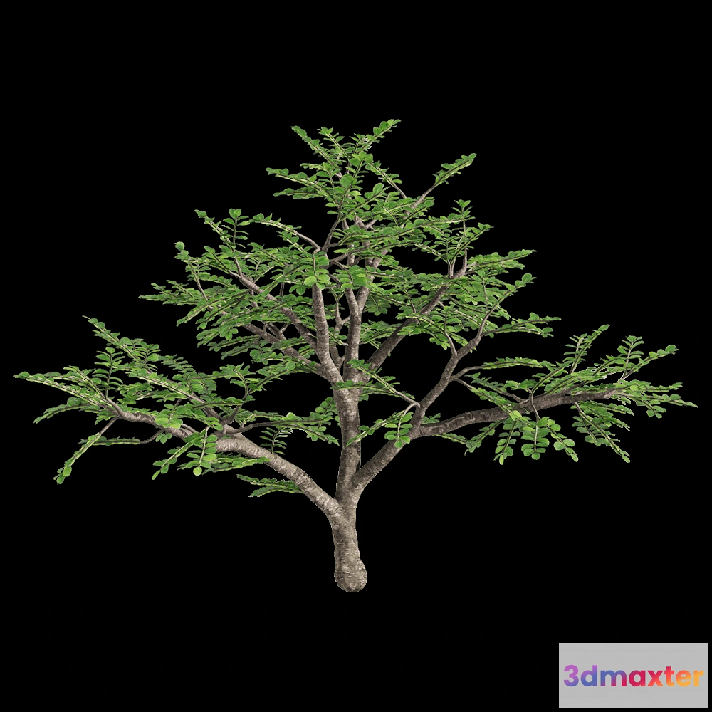 1604438 - decoration - Zanthoxylum piperitum 3 3D Max