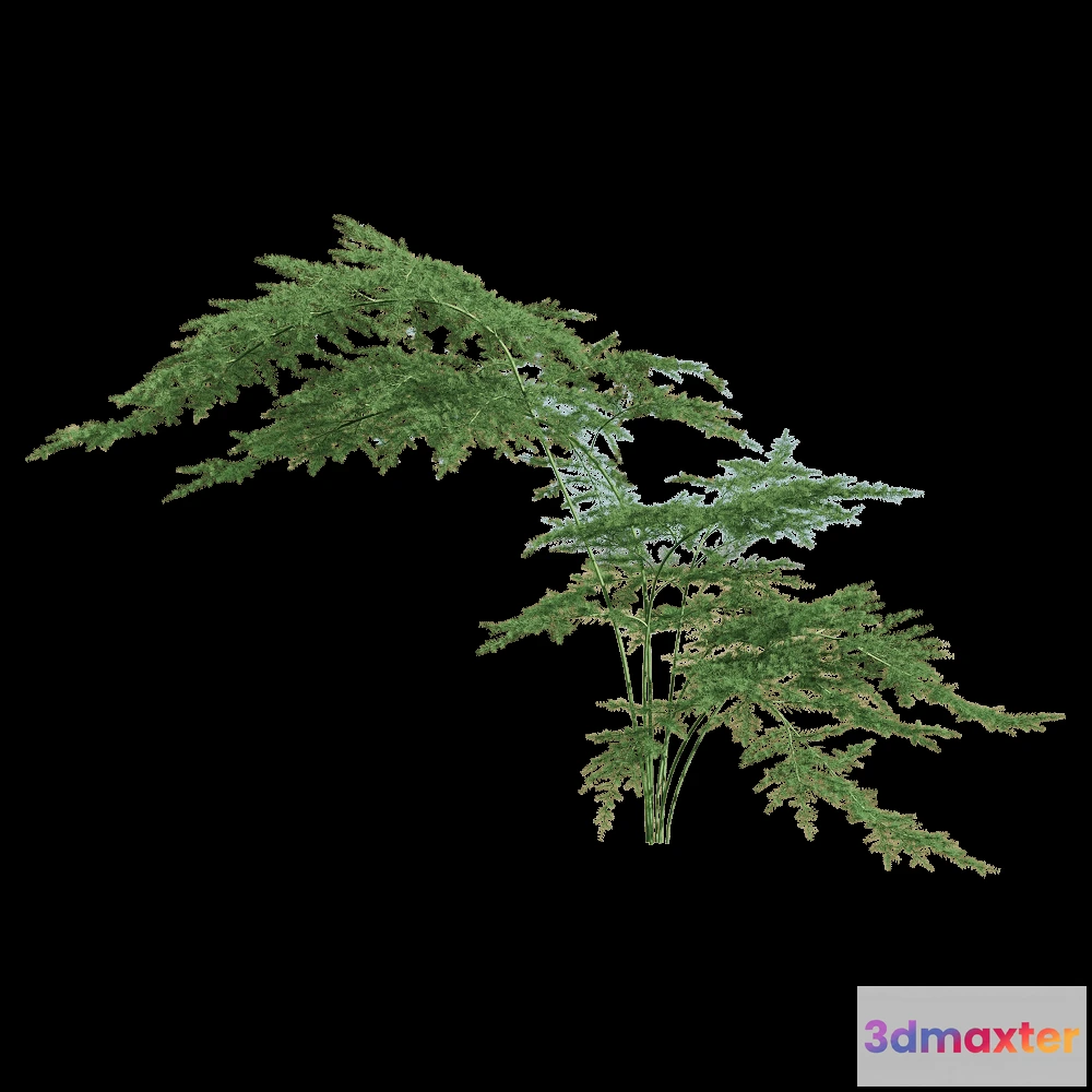 1604444 - decoration - Asparagus setaceus 1 3D Max