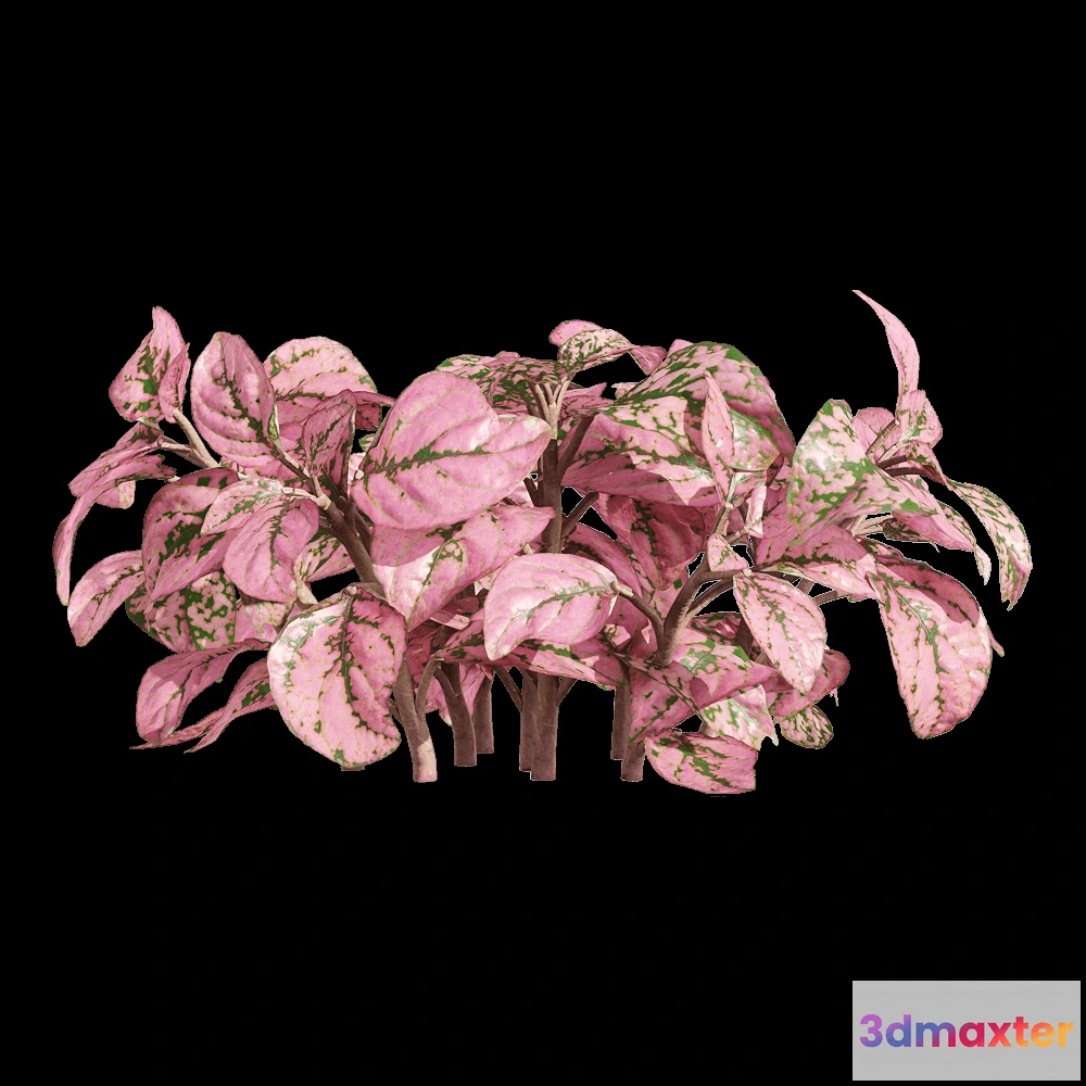 1604446 - decoration - Fittonia albivenis 2 3D Max