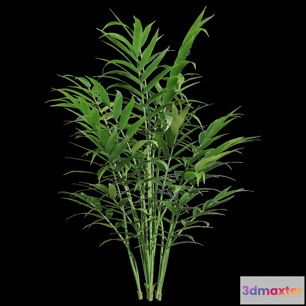 1604448 - decoration - Chamaedorea elegans 3 3D Max