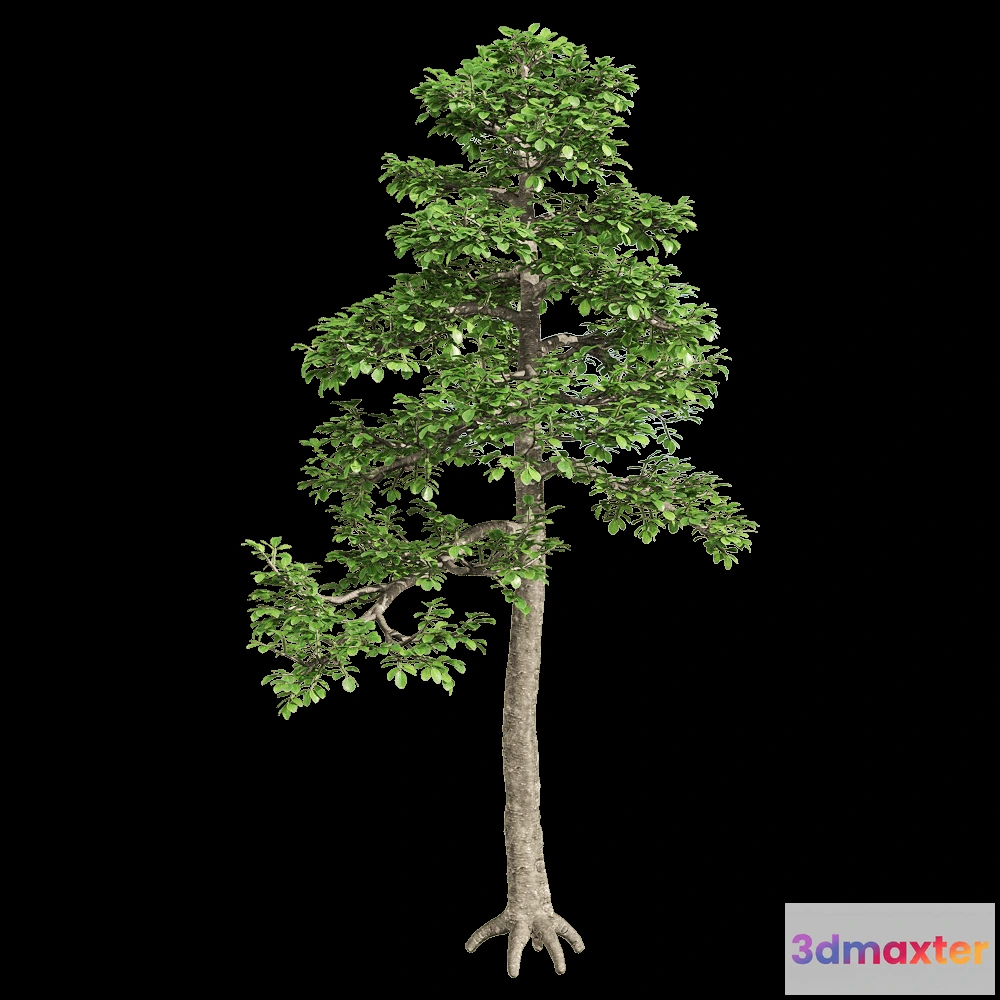 1604450 - decoration - Zanthoxylum piperitum 2 3D Max