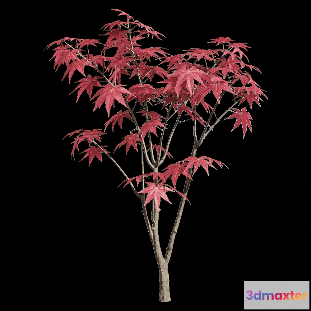 1604452 - decoration - Acer palmatum 4 3D Max