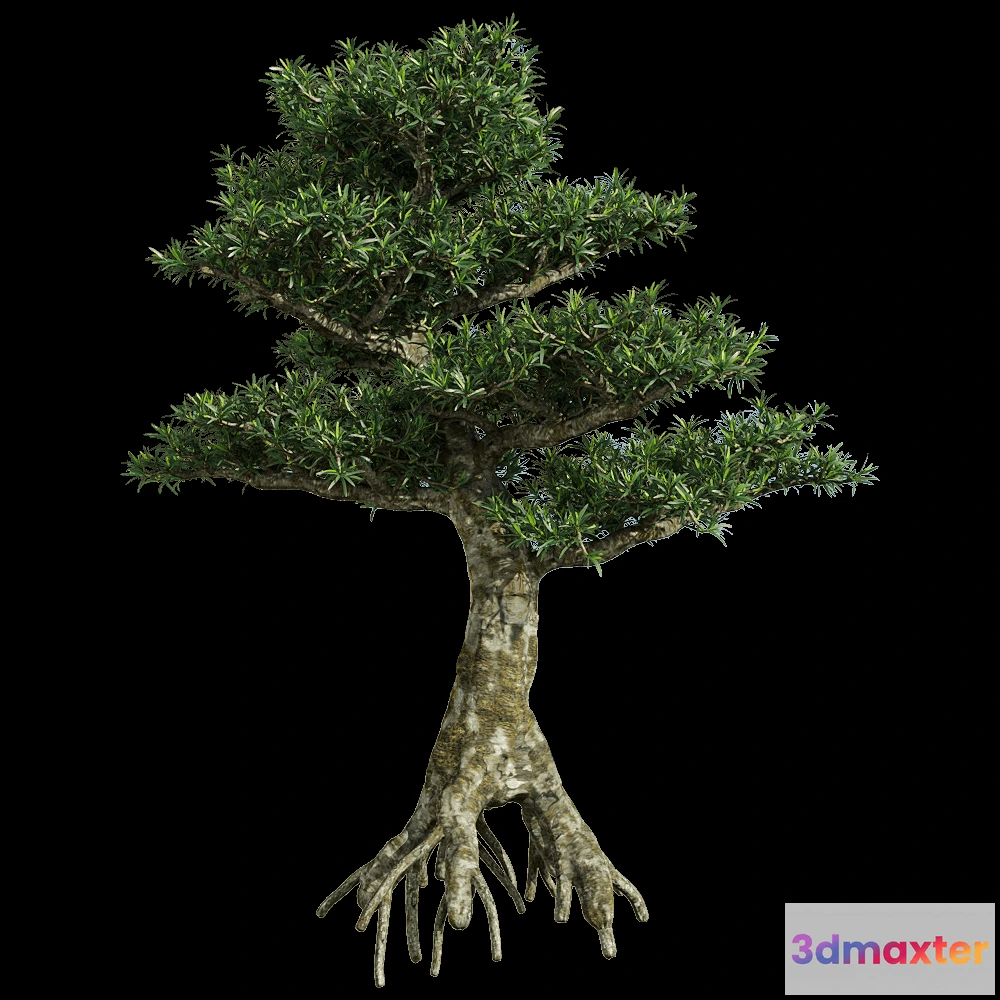 1604456 - decoration - Podocarpus macrophyllus 1 3D Max