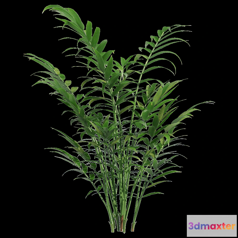 1604474 - decoration - Chamaedorea elegans 1 3D Max