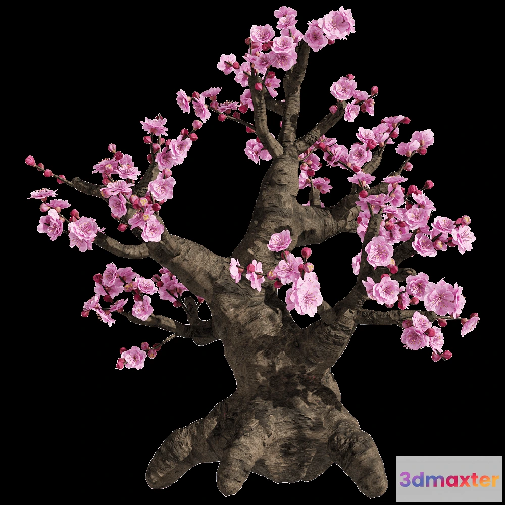 1604476 - decoration - Armeniaca mume 2 3D Max