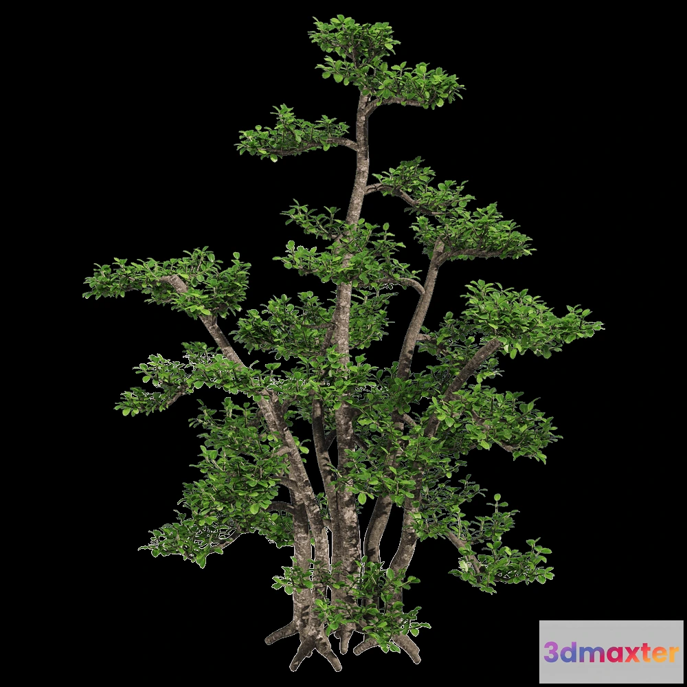 1604480 - decoration - Zanthoxylum piperitum 1 3D Max