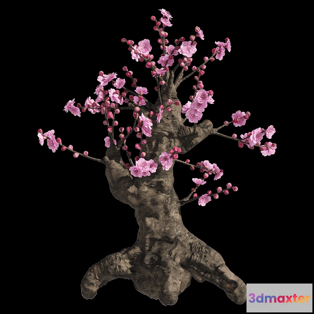 1604482 - decoration - Armeniaca mume 1 3D Max