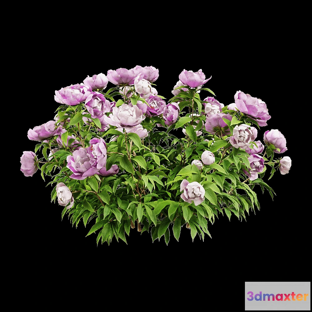 1604486 - decoration - Paeonia lactiflorai 6 3D Max