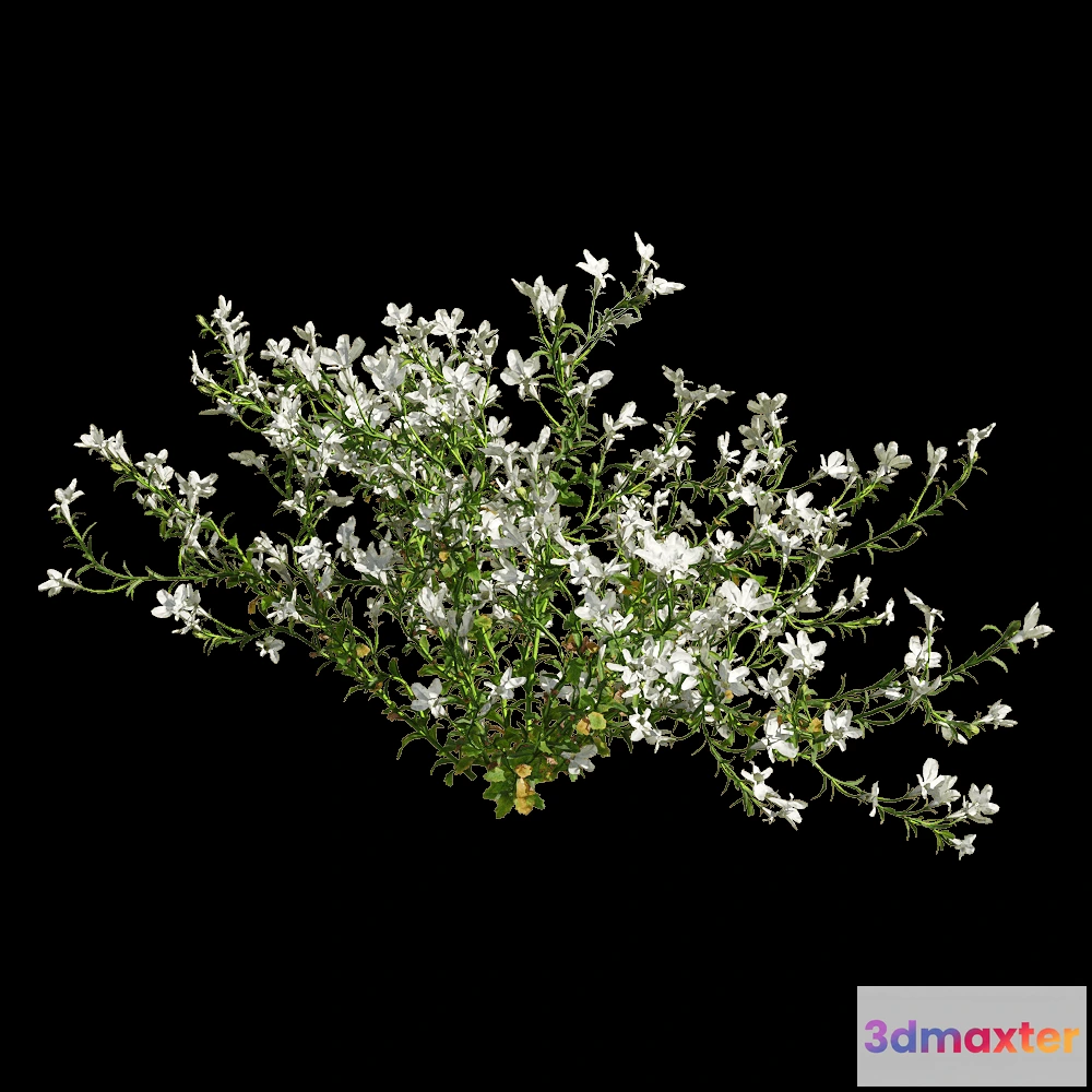 1604498 - decoration - Lobelia erinus 6 3D Max