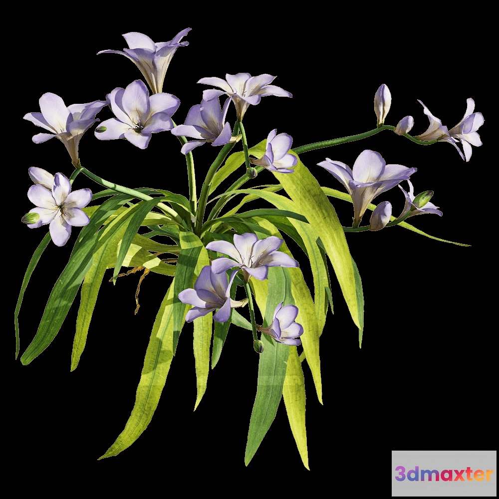 1604500 - decoration - Freesia hybrida 5 3D Max