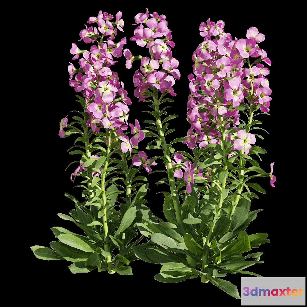 1604504 - decoration - Matthiola incana 6 3D Max