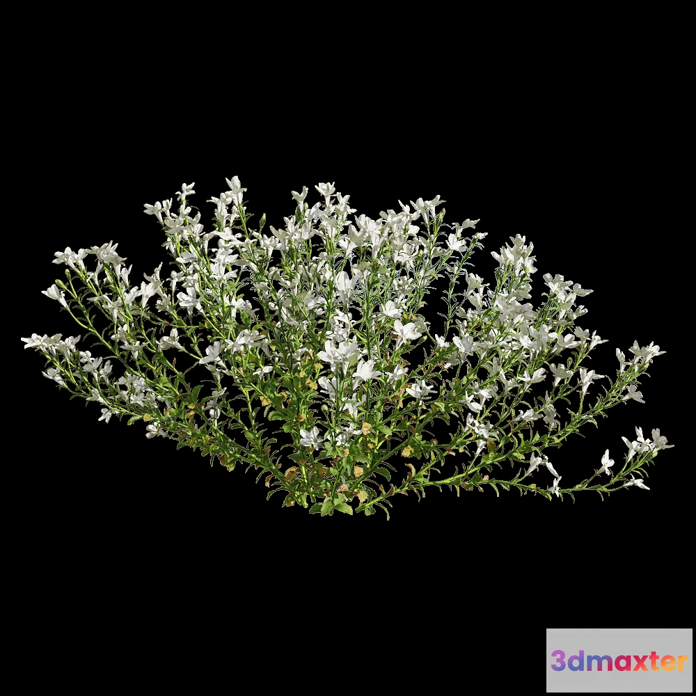 1604514 - decoration - Lobelia erinus 5 3D Max