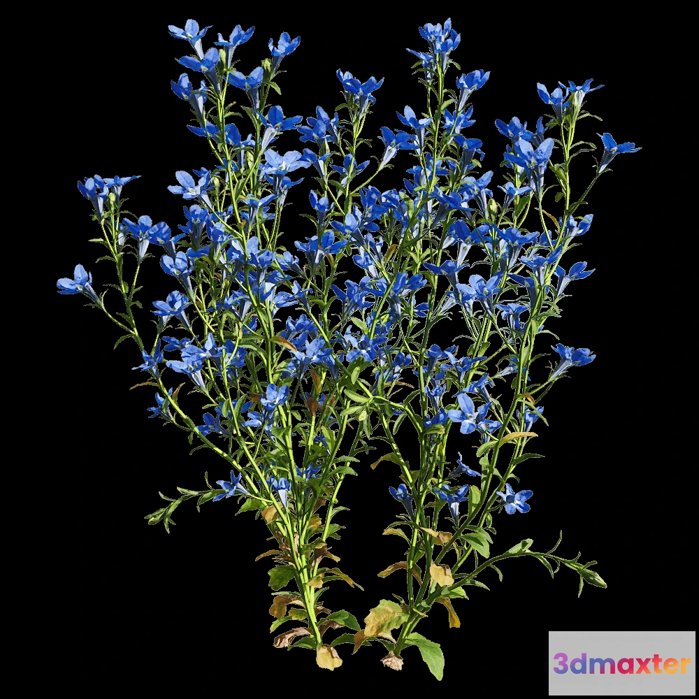 1604522 - decoration - Lobelia erinus 4 3D Max