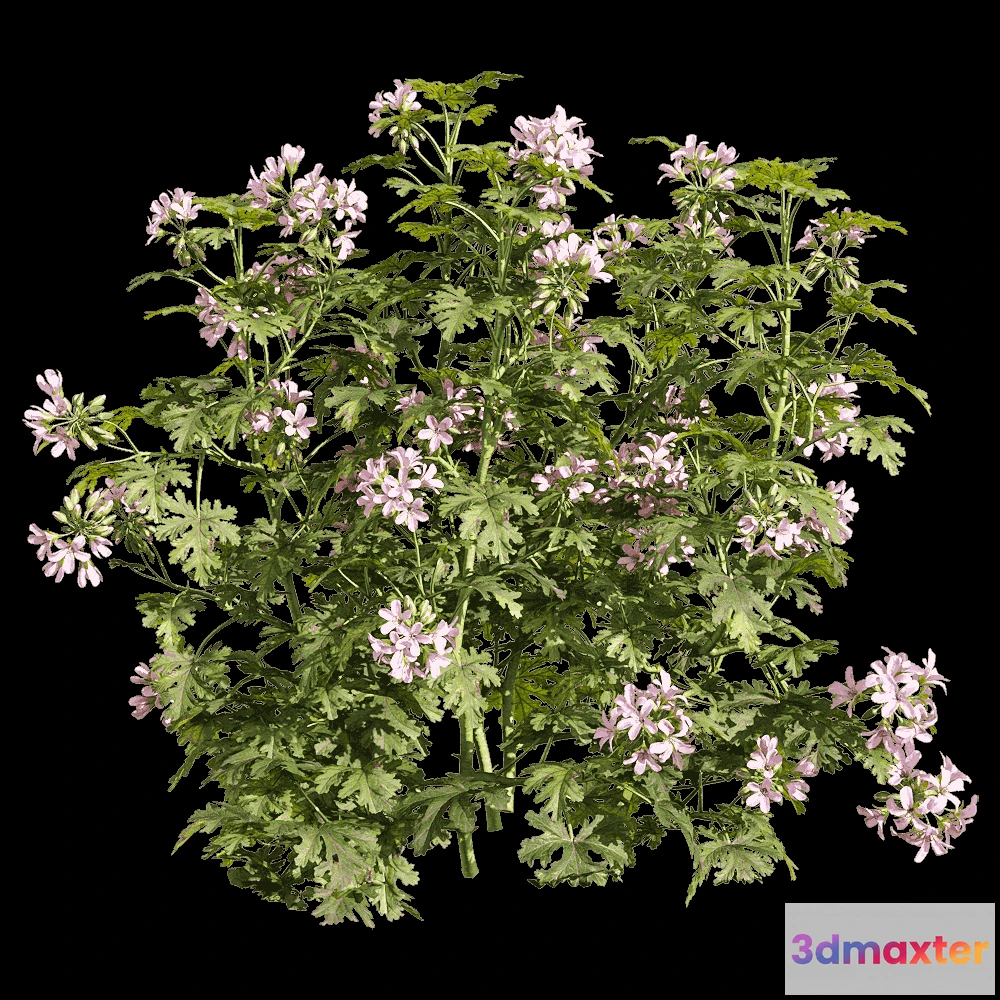 1604524 - decoration - Pelargonium graveolens 5 3D Max