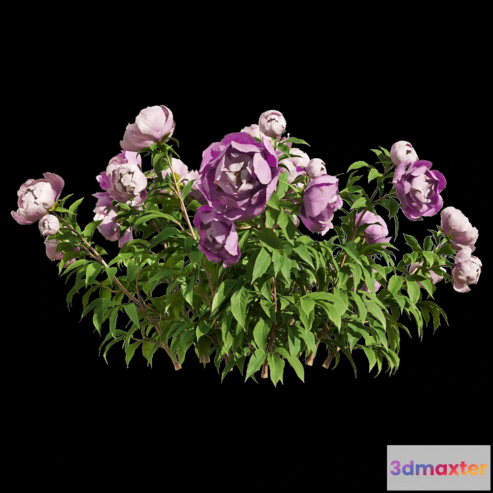 1604526 - decoration - Paeonia lactiflorai 5 3D Max