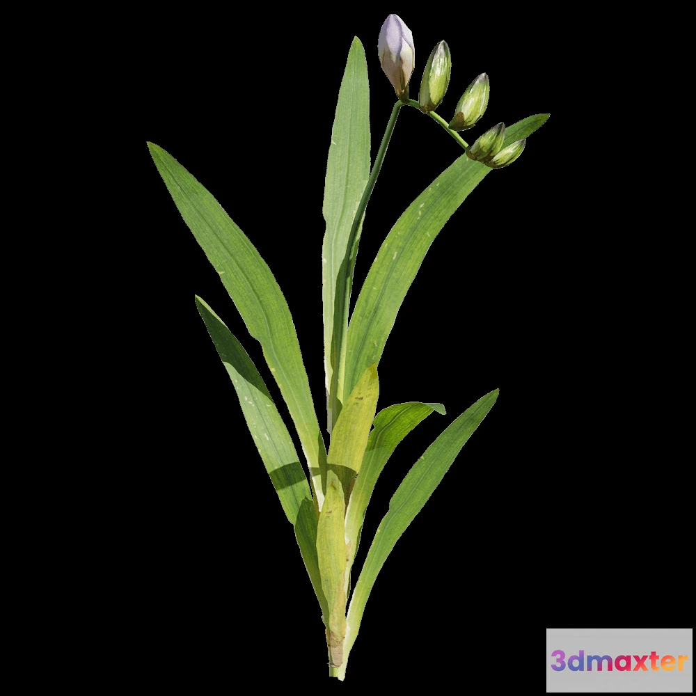 1604528 - decoration - Freesia hybrida 1 3D Max