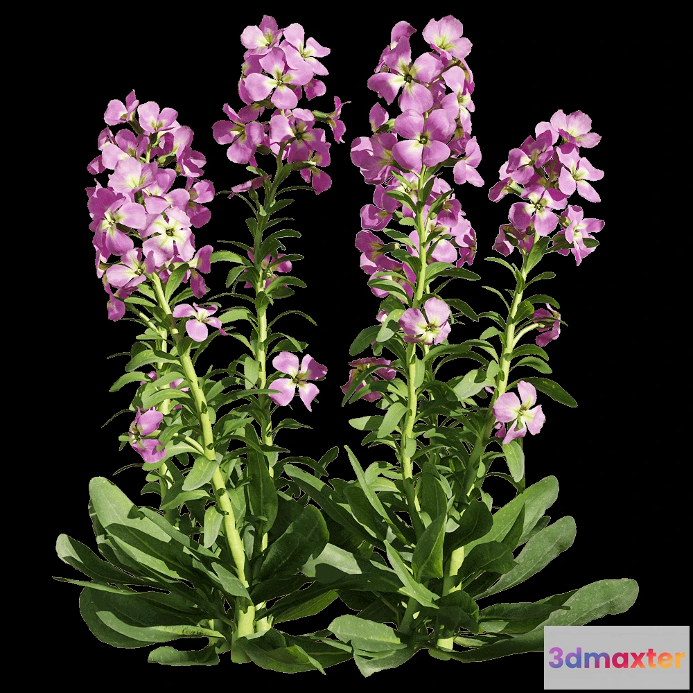 1604530 - decoration - Matthiola incana 5 3D Max
