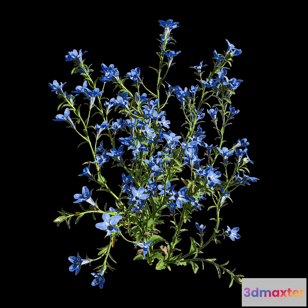 1604540 - decoration - Lobelia erinus 3 3D Max