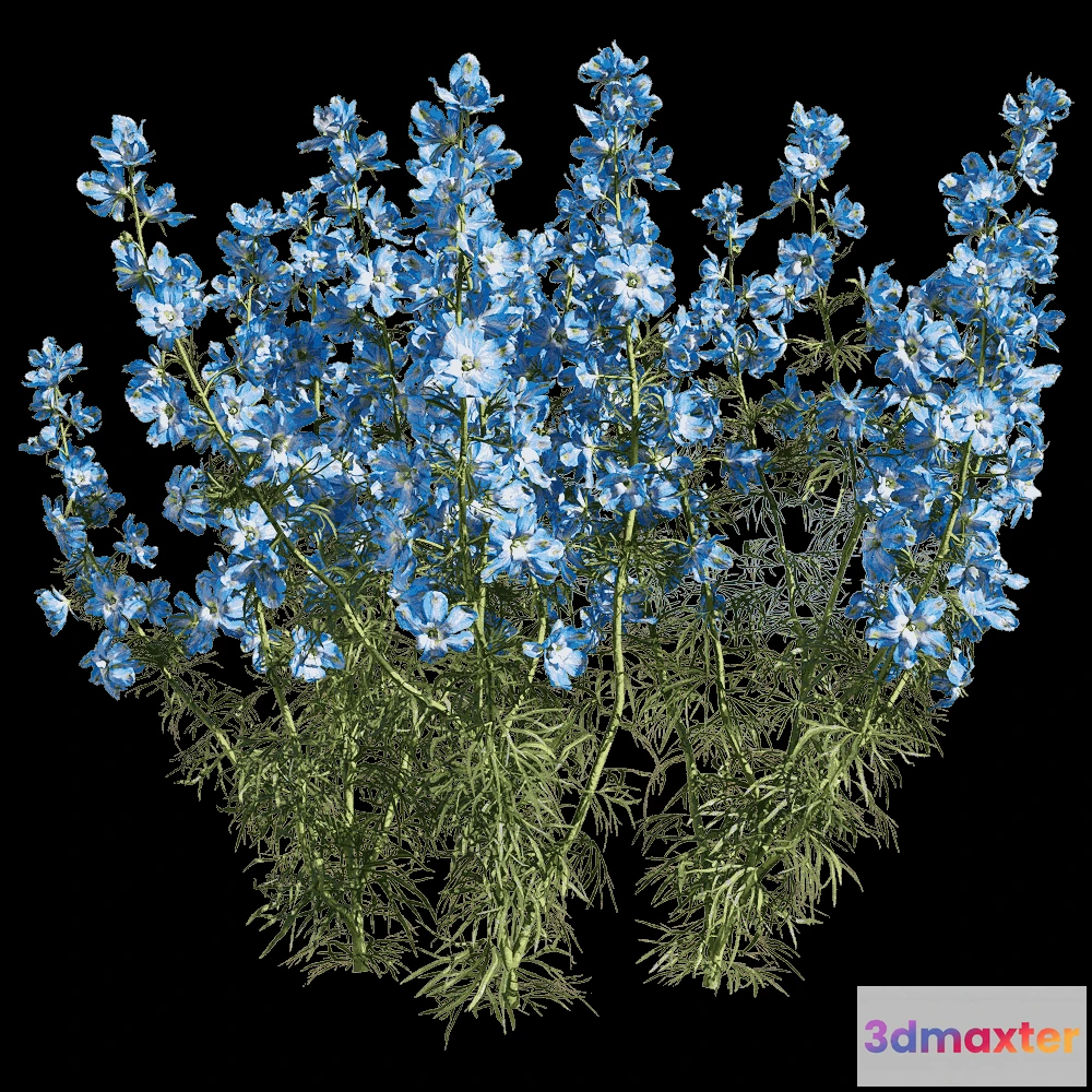 1604546 - decoration - Consolida ajacis 6 3D Max