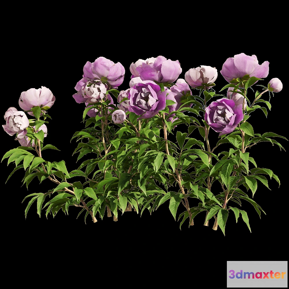 1604548 - decoration - Paeonia lactiflorai 4 3D Max