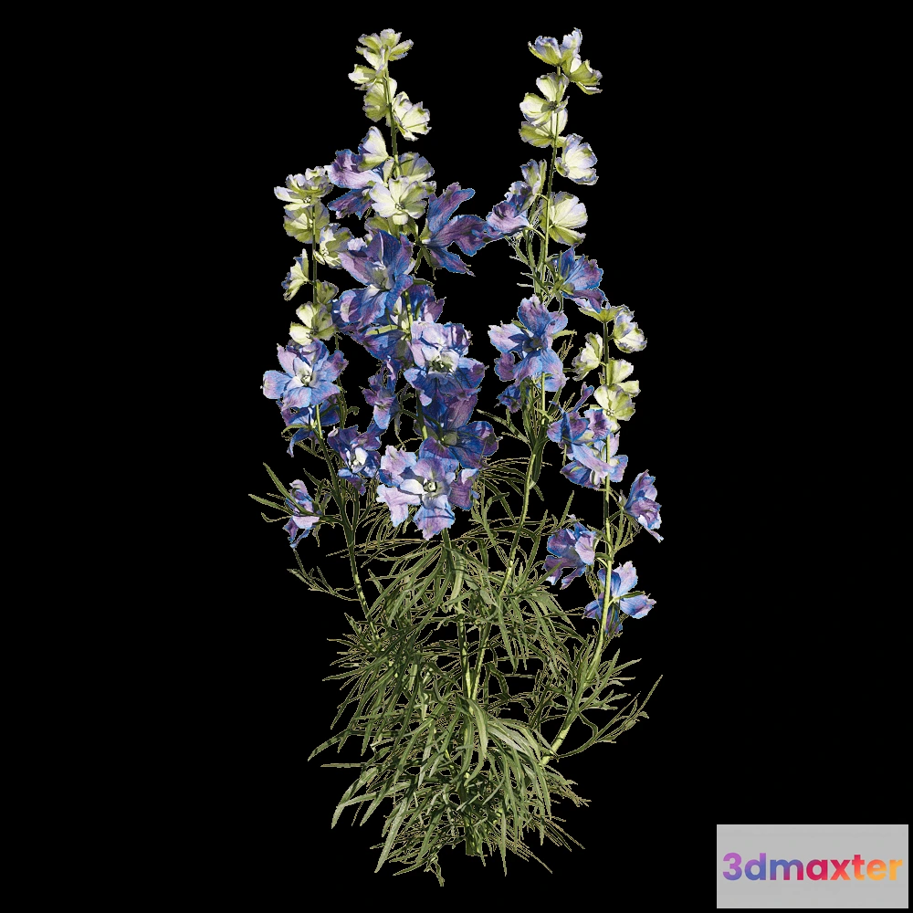 1604556 - decoration - Consolida ajacis 2 3D Max