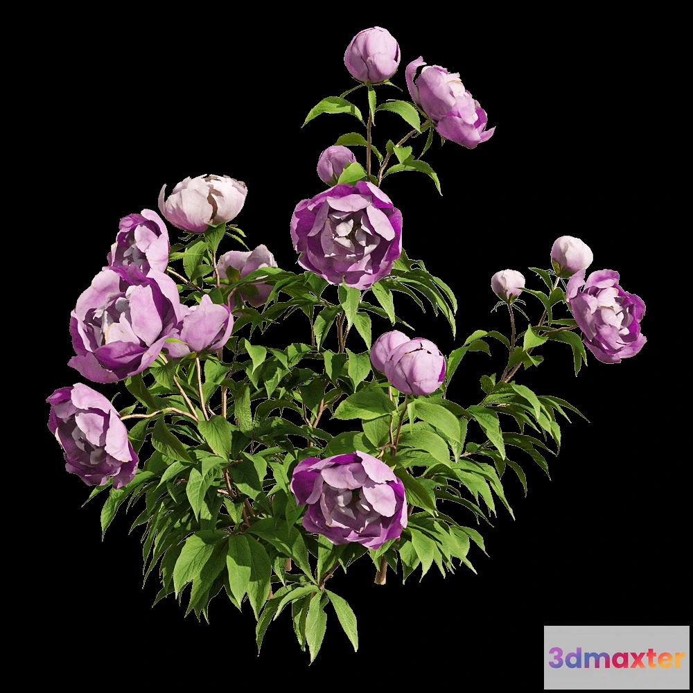 1604564 - decoration - Paeonia lactiflorai 3 3D Max