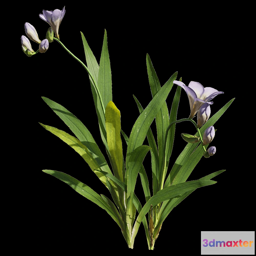 1604566 - decoration - Freesia hybrida 2 3D Max