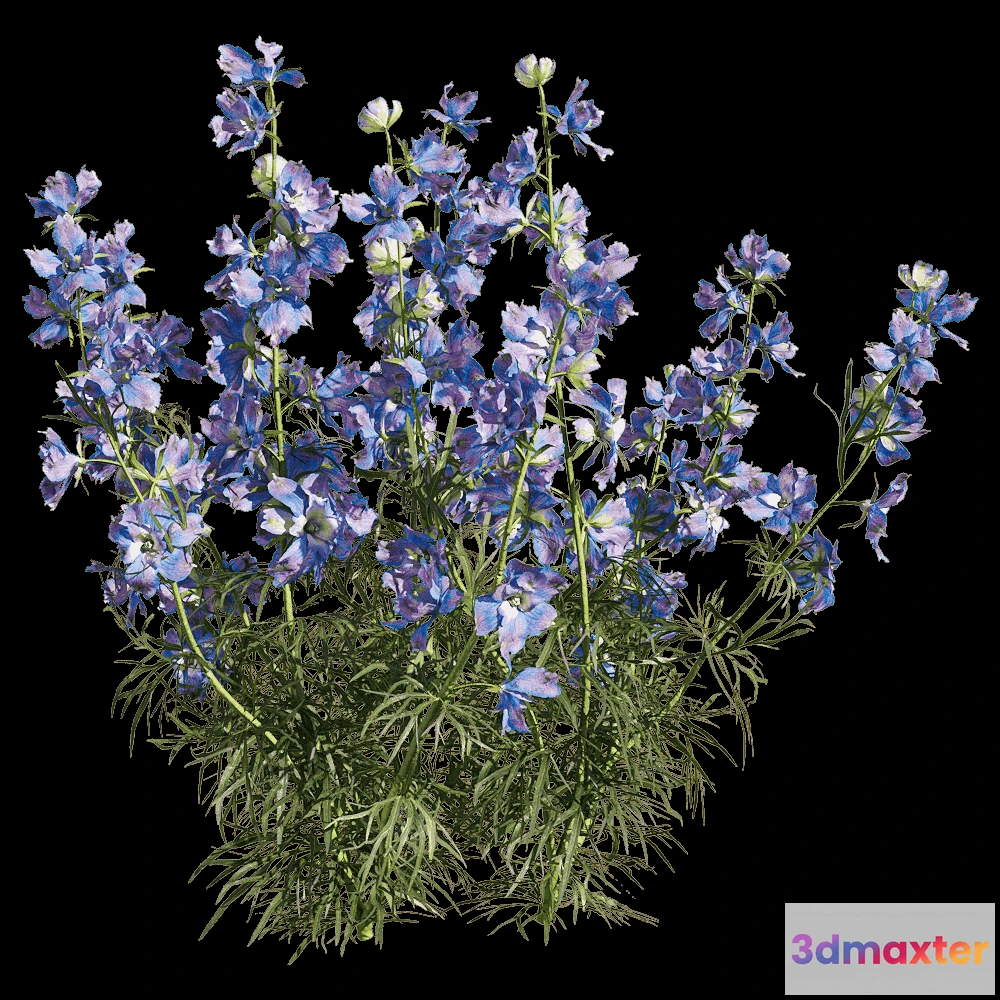 1604568 - decoration - Consolida ajacis 3 3D Max