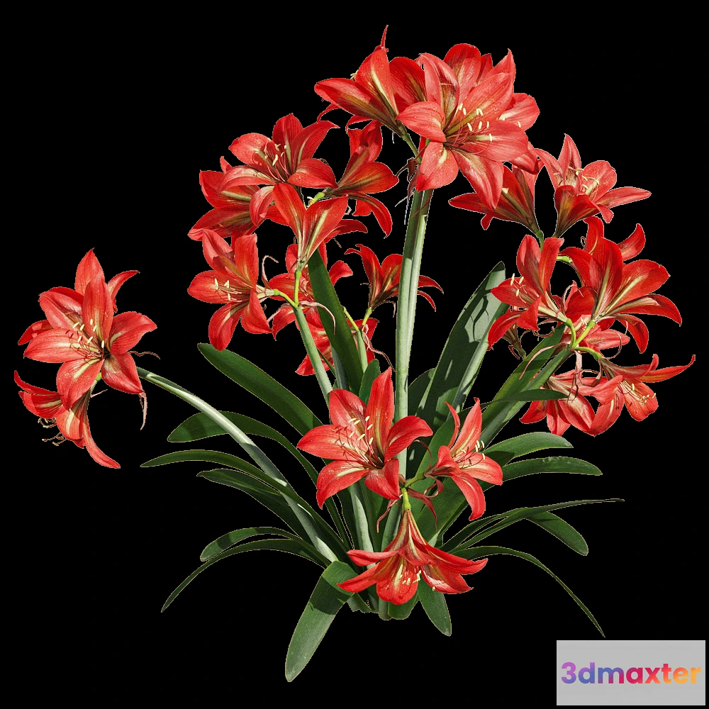 1604572 - decoration - Hippeastrum rutilum 5 3D Max