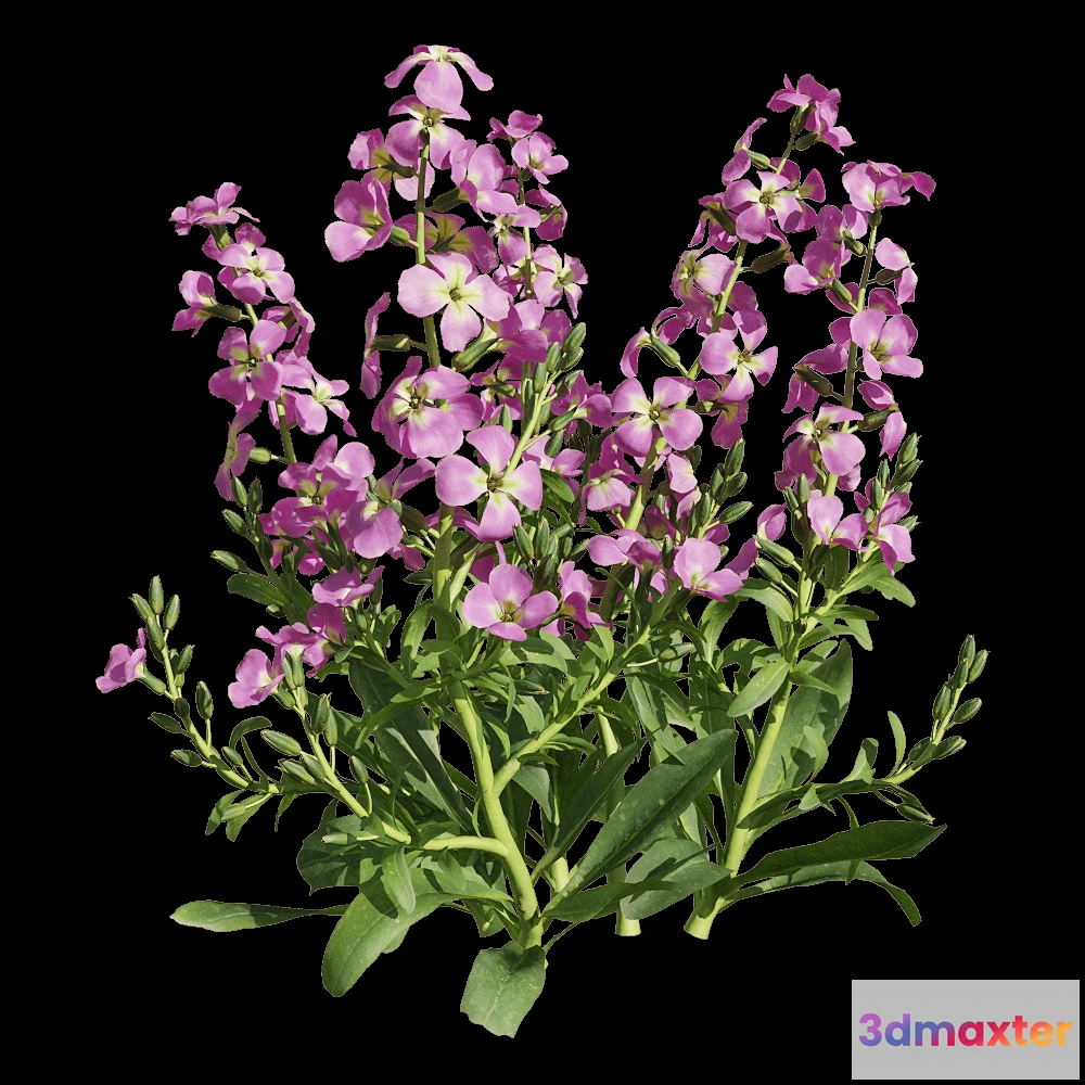1604574 - decoration - Matthiola incana 4 3D Max