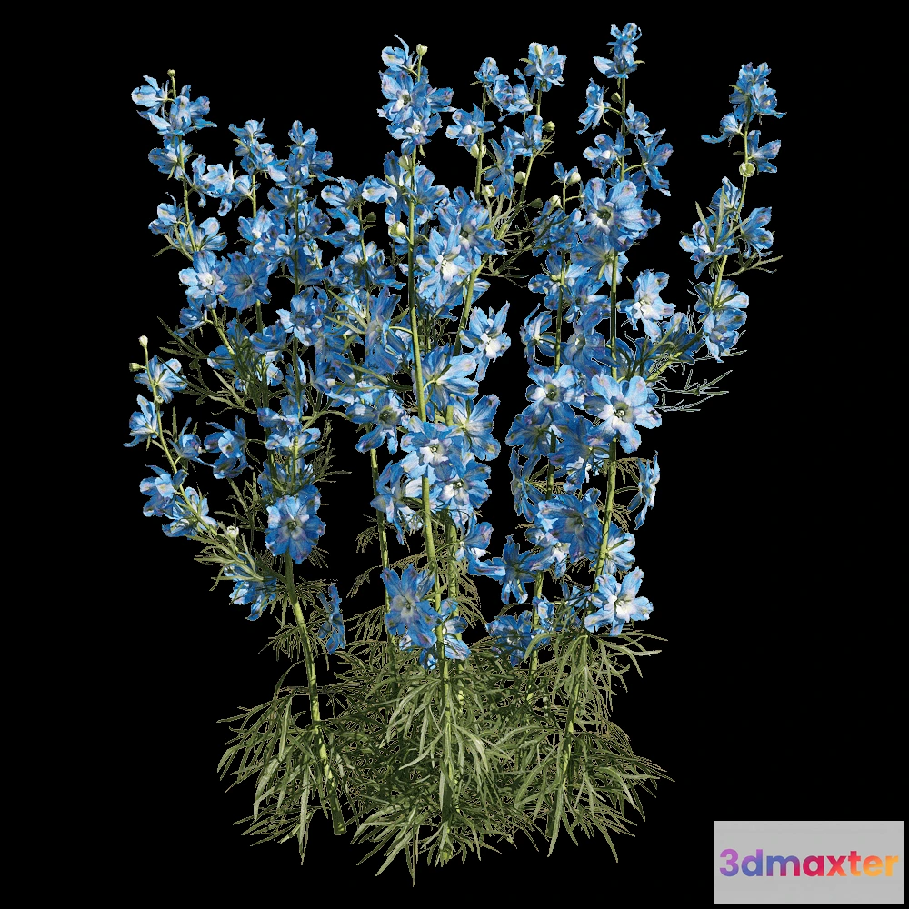 1604580 - decoration - Consolida ajacis 5 3D Max